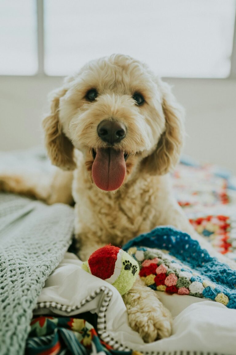 A happy curly-haired dog at home