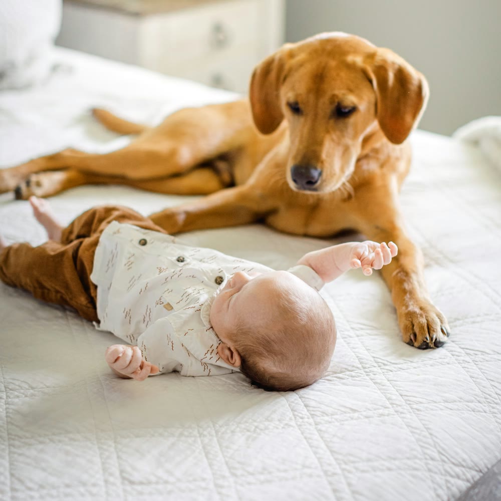 A dog lying beside a baby on a white bed, watching over him