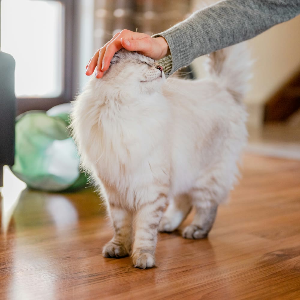 A fluffy white cat leaning into a hand on a sunlit hardwood floor