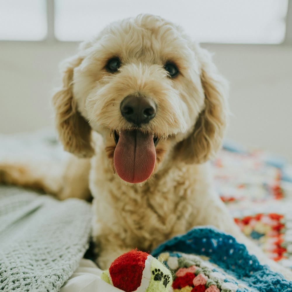 A happy curly-haired dog settled on a bed of blankets